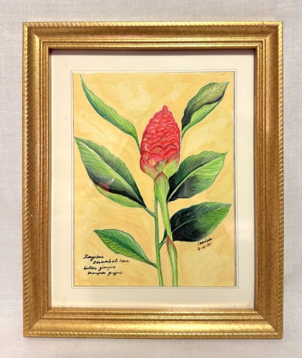 Shampoo Ginger Flower: color pencil on mixed media paper